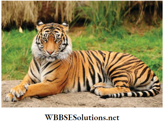 WBBSE Solutions for class 6 school science chapter 11 habits and habitats of some important animals tiger