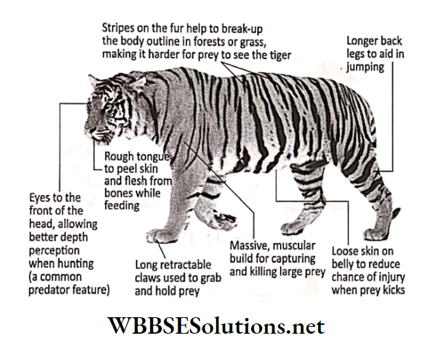WBBSE Solutions for class 6 school science chapter 11 habits and habitats of some important animals tiger body parts