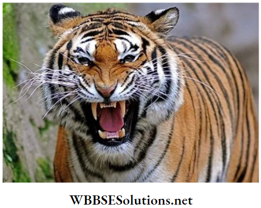 WBBSE Solutions for class 6 school science chapter 11 habits and habitats of some important animals tiger canine teeth