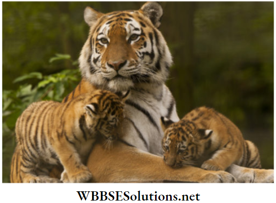 WBBSE Solutions for class 6 school science chapter 11 habits and habitats of some important animals tigers family