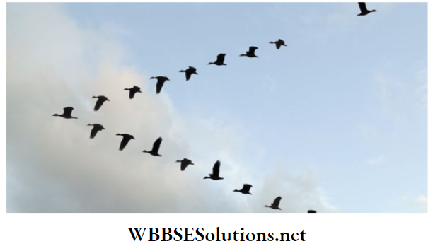 WBBSE Solutions for class 6 school science chapter 11 habits and habitats of some important animals v-shaped flocks