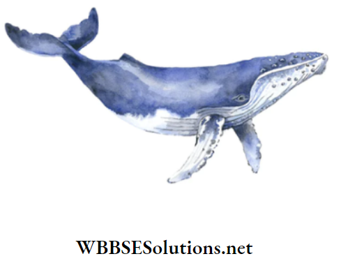 WBBSE Solutions for class 6 school science chapter 11 habits and habitats of some important animals whale