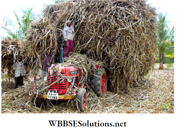 WBBSE Solutions for class 6 school science chapter 12 waste products agricultural waste