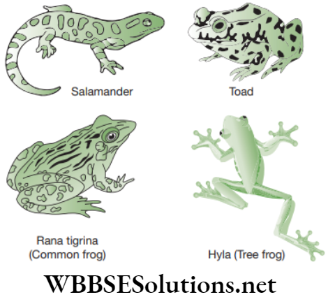 NEET Foundation Biology Diversity In Living Organisms Amphibians