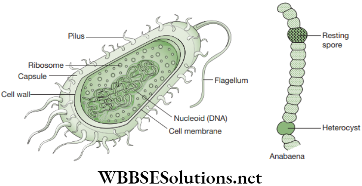 NEET Foundation Biology Diversity In Living Organisms Bacterial cell anatomy
