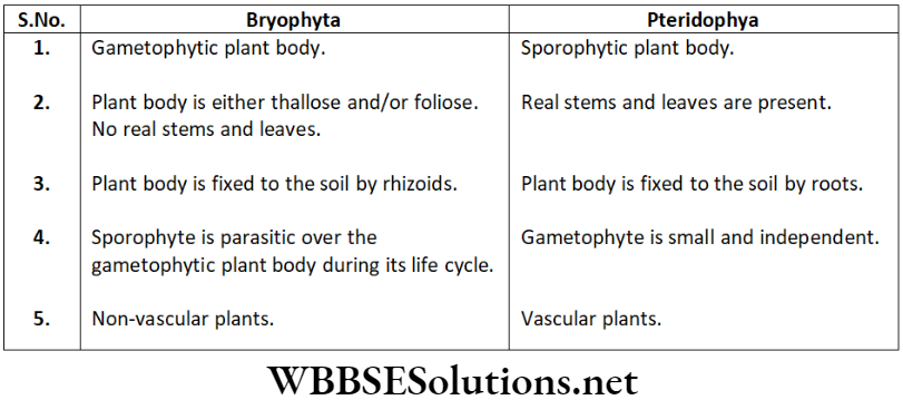 NEET Foundation Biology Diversity In Living Organisms Characteristics features of bryophytes and pteridophytes