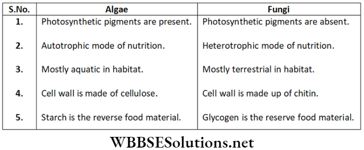 NEET Foundation Biology Diversity In Living Organisms Differences between algae and fungi