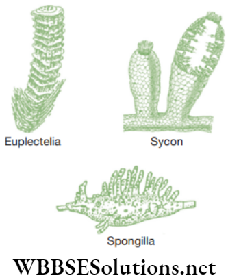NEET Foundation Biology Diversity In Living Organisms Phylum 1 Porifera