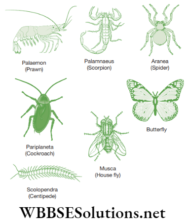 NEET Foundation Biology Diversity In Living Organisms Phylum 7 Arthropods