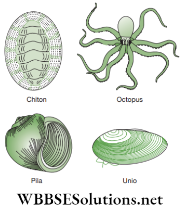 NEET Foundation Biology Diversity In Living Organisms Phylum 8 Molluscs