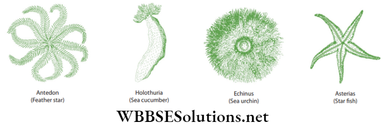 NEET Foundation Biology Diversity In Living Organisms Phylum 9 Echinodermates