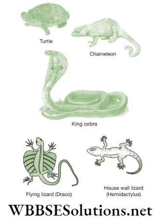 NEET Foundation Biology Diversity In Living Organisms Reptiles