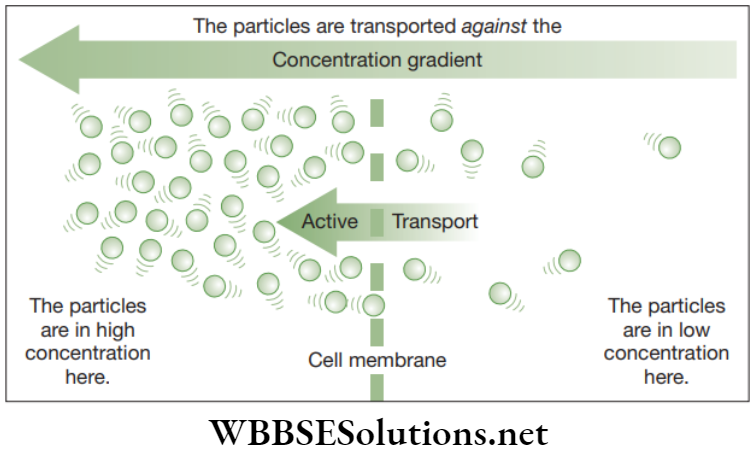 NEET Foundation Biology The Fundamental Unit Of Life Active transport