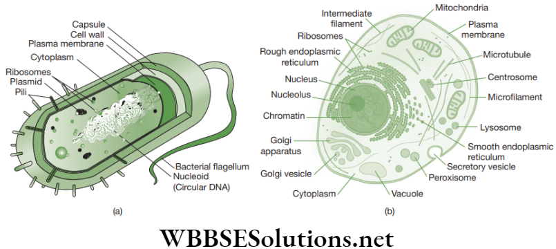 NEET Foundation Biology The Fundamental Unit Of Life Characteristics of prokaryotic and eukaryotic cells