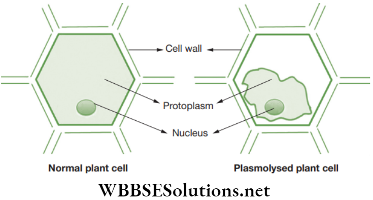 NEET Foundation Biology The Fundamental Unit Of Life Diagram of a normal plant cell and plasmolysed plant cell