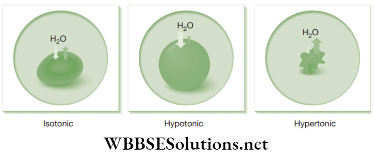 NEET Foundation Biology The Fundamental Unit Of Life Isotonic, hypotonic and hypertonic solution