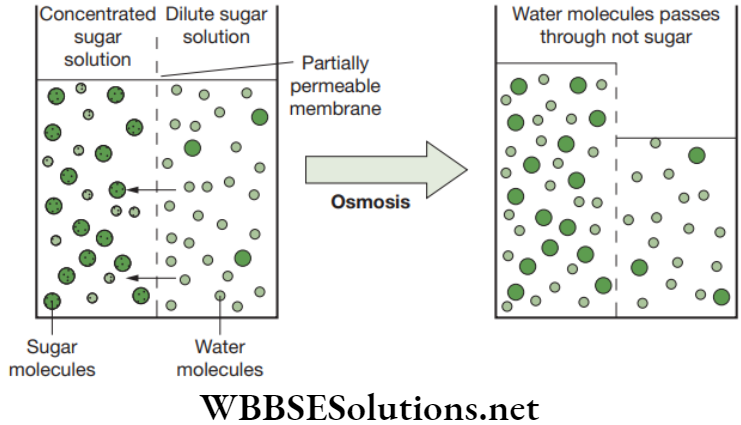 NEET Foundation Biology The Fundamental Unit Of Life Mechanism of osmosis