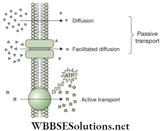 NEET Foundation Biology The Fundamental Unit Of Life Movement across membranes