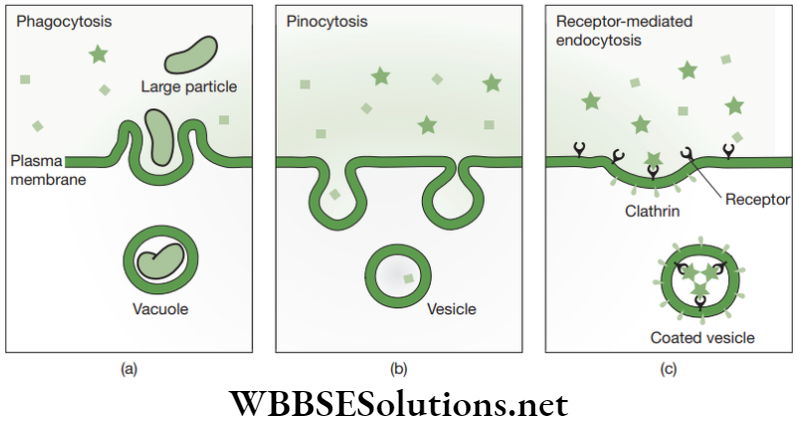 NEET Foundation Biology The Fundamental Unit Of Life Phagocytosis Pinocytosis and Receptor mediated endocytosis