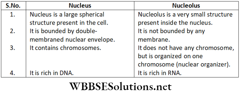 NEET Foundation Biology The Fundamental Unit Of Life Short Answer Type Question 13