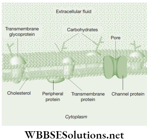 NEET Foundation Biology The Fundamental Unit Of Life Structure of plasma membrane with three-dimensional view of fluid mosaic model
