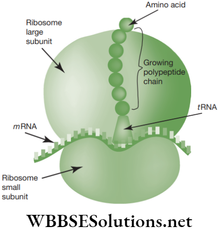 NEET Foundation Biology The Fundamental Unit Of Life Structure of ribosomes