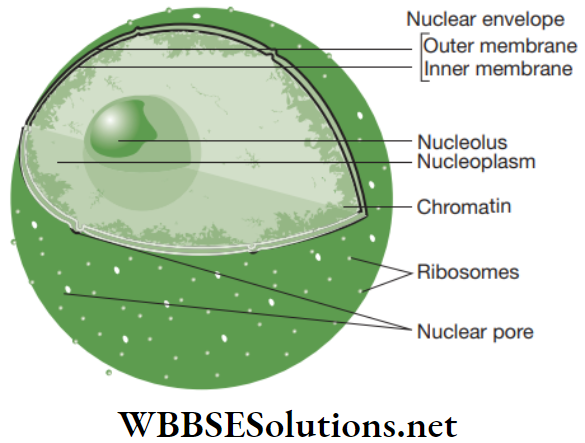 NEET Foundation Biology The Fundamental Unit Of Life Three-dimensional view of a nucleus