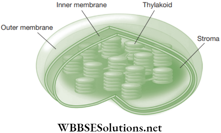 NEET Foundation Biology The Fundamental Unit Of Life Three-dimensional view of chloroplast