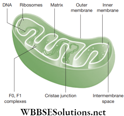 NEET Foundation Biology The Fundamental Unit Of Life Three-dimensional view of mitochondrion