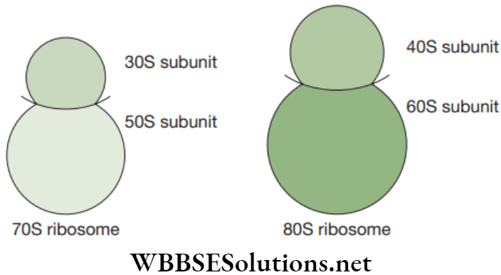 NEET Foundation Biology The Fundamental Unit Of Life Types of ribosomes