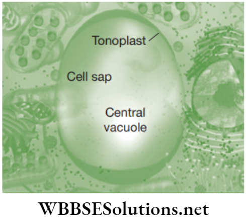 NEET Foundation Biology The Fundamental Unit Of Life Vacuole in plant cell