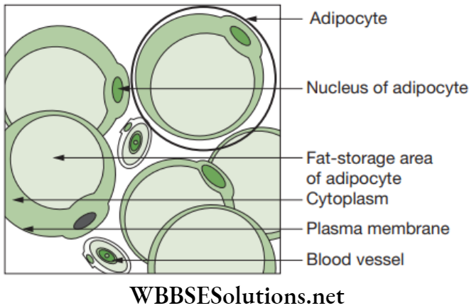 NEET Foundation Biology Tissues Adipose tissue