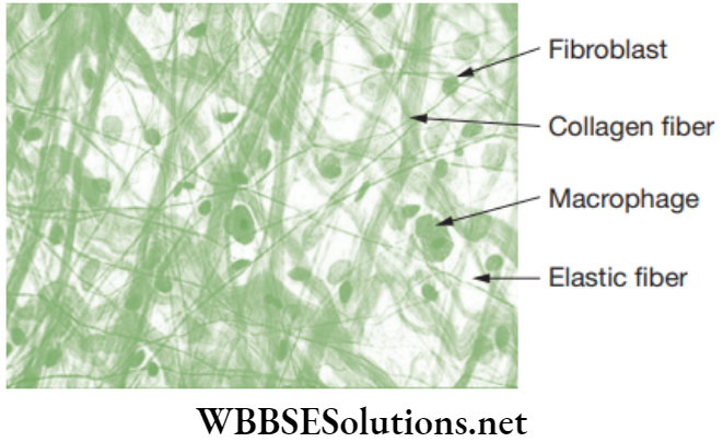 NEET Foundation Biology Tissues Areolar tissue