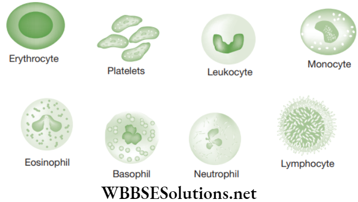 NEET Foundation Biology Tissues Blood Cells