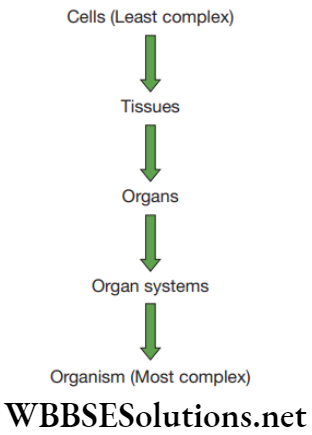NEET Foundation Biology Tissues Cellular hierarchy