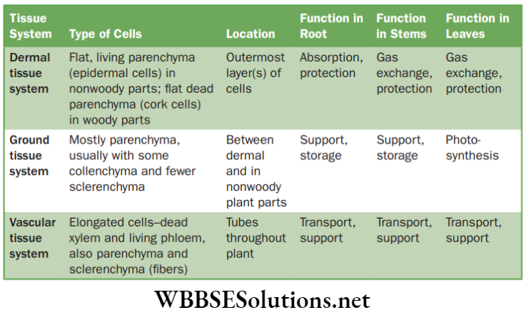 NEET Foundation Biology Tissues Characteristics of plant tissue system