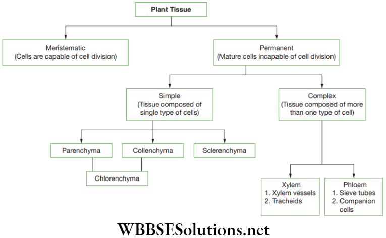 NEET Foundation Biology Tissues Classification and characteristic of plant tissues