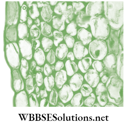 NEET Foundation Biology Tissues Cross section of collenchyma cells