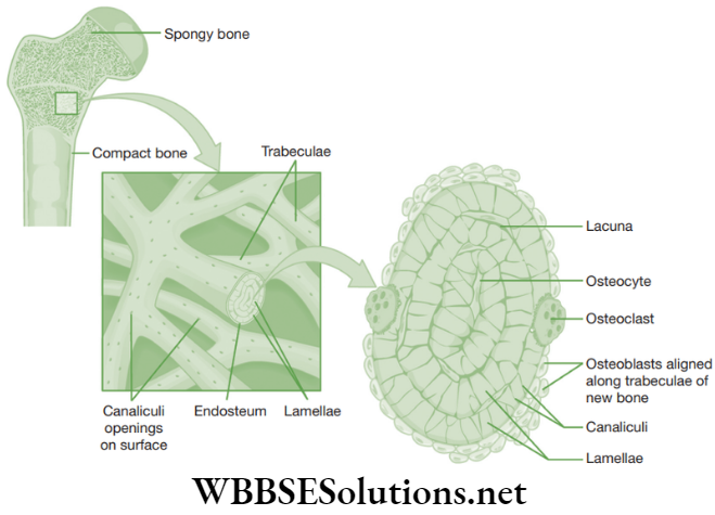 NEET Foundation Biology Tissues Details of bone structure
