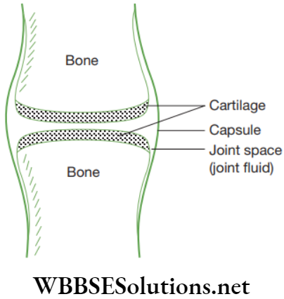 NEET Foundation Biology Tissues Diagram showing cartilage and bone