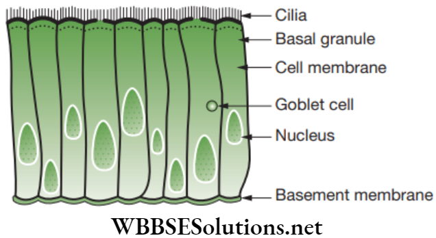 NEET Foundation Biology Tissues Diagrammatic representation of ciliated epithelium