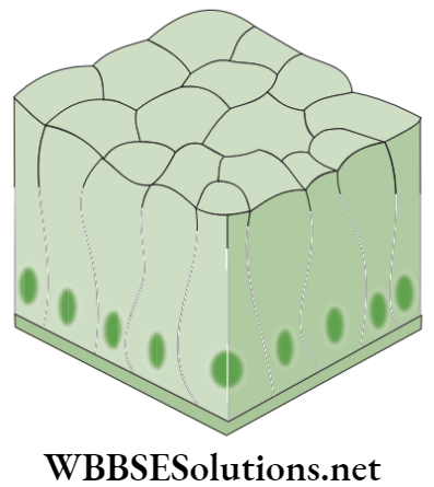NEET Foundation Biology Tissues Diagrammatic representation of cuboidal epithelium