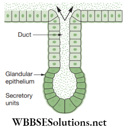 NEET Foundation Biology Tissues Diagrammatic representation of glandular epithelium