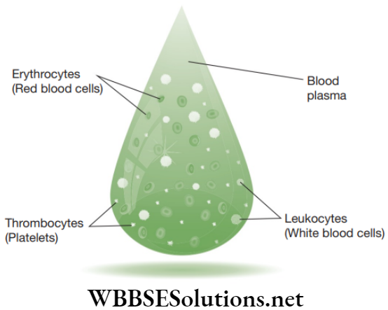 NEET Foundation Biology Tissues Formed elements of blood