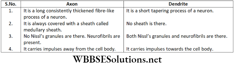 NEET Foundation Biology Tissues Long Answer Type Question 4
