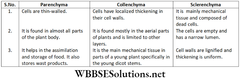 NEET Foundation Biology Tissues Master Your Test Question 6