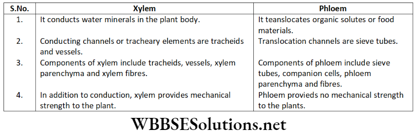 NEET Foundation Biology Tissues Master Your Test Question 7