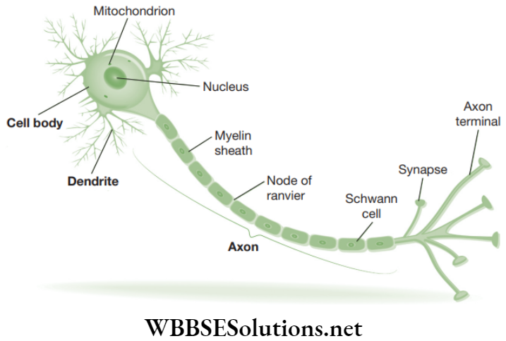 NEET Foundation Biology Tissues Neuron