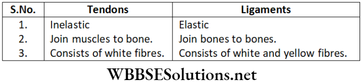NEET Foundation Biology Tissues Short Answer Type Question 5