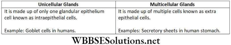 NEET Foundation Biology Tissues Short Answer Type Question 9